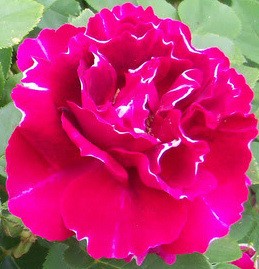 Baron Girod de l'Ain