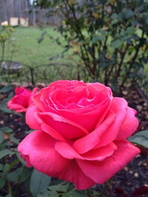 fragrant-cloud-by-jan-haught-bingham