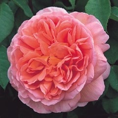 Abraham Darby