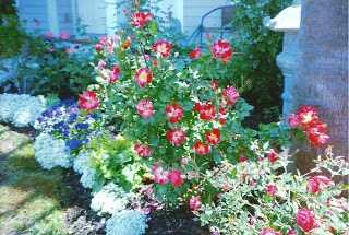 Red, White and Blue Garden