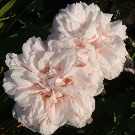 Souvenir de la Malmaison