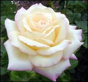 Peace Rose