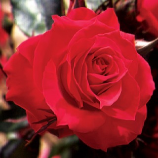 Double Red Simplicity