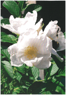Rosa rugosa