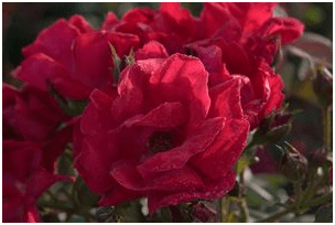 Winners Circle by Conard Pyle