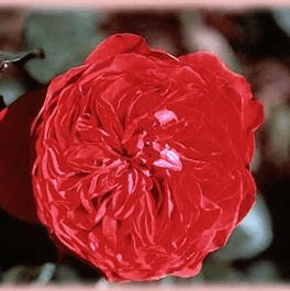 Rouge Royale by Regan Nursery