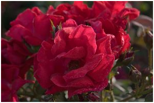 Winners Circle by Conard Pyle